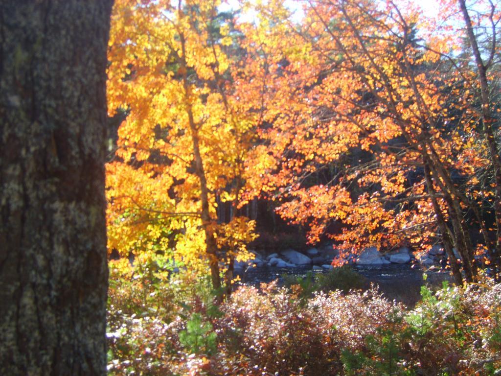Roseway River Cottages Shelburne Esterno foto